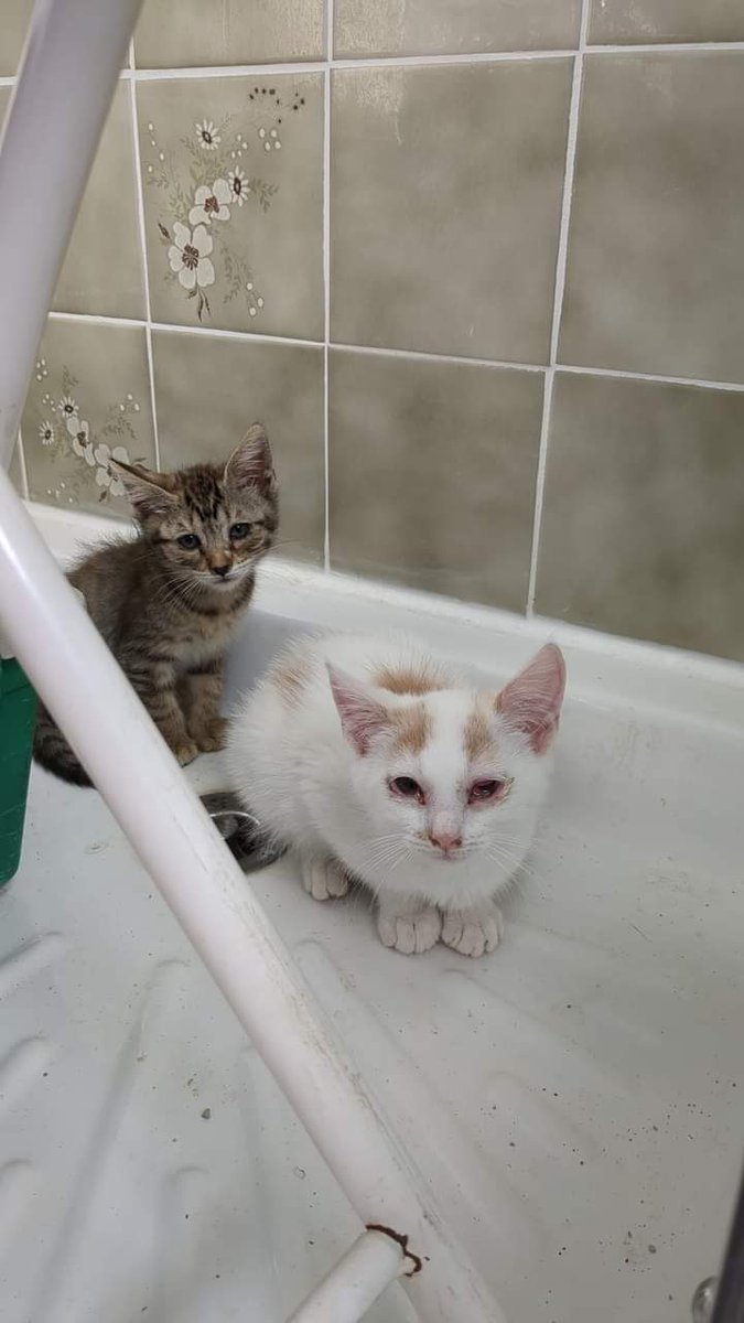 [Sauvetage en cours] Clarisse, Nino et Robin, nés dans la rue. Sur place, notre bénévole trouve déjà un cadavre de chaton.. Tous les 3 très maigres, et malades. En FA ils ont chacun le droit à des soins.. 🥺
Si vous pouvez nous soutenir 🙏 : helloasso.com/associations/l…
Rt apprécié🙏