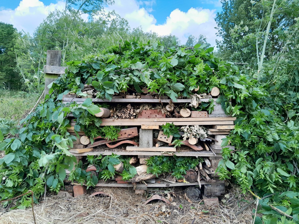 MidSuffolk's tweet image. Fascinated by creepy crawlies? 🐛

At @needhamlake , there's lots of visitors checking in at the bug hotel!

We've been making good use of our surroundings to ensure that even the smallest of creatures have a cosy home. 🕷

Come on down and see for yourself!