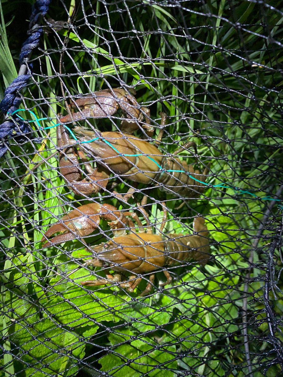 Yesterday the @ruralcrimeteam responded to an incident on the river Derwent at Beeley, Matlock and caught a male poaching Crayfish with illegal traps.  The traps were seized and an evidence package has been handed to the @environmentagency who will lead the prosecution.