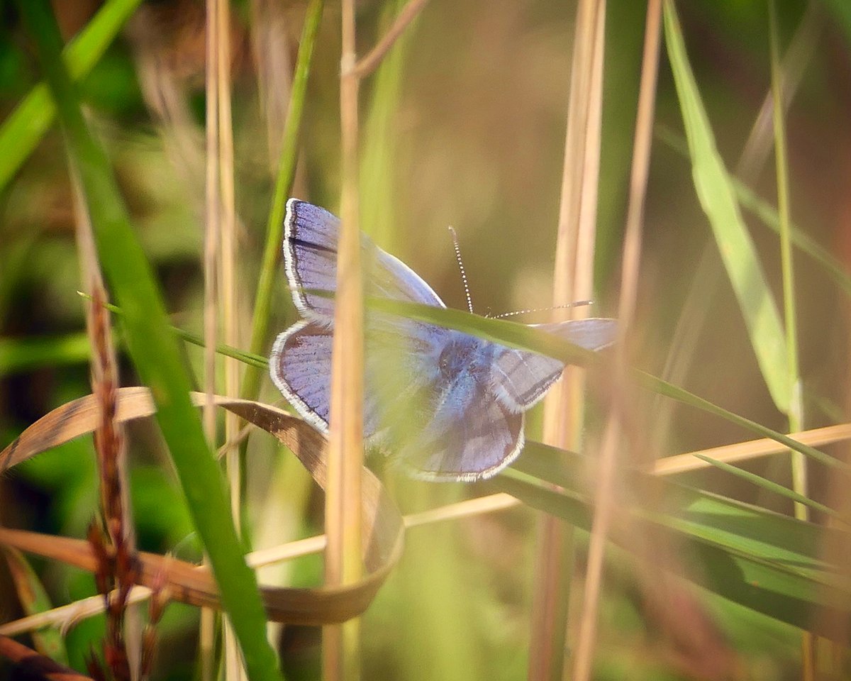 West Point House tweet media