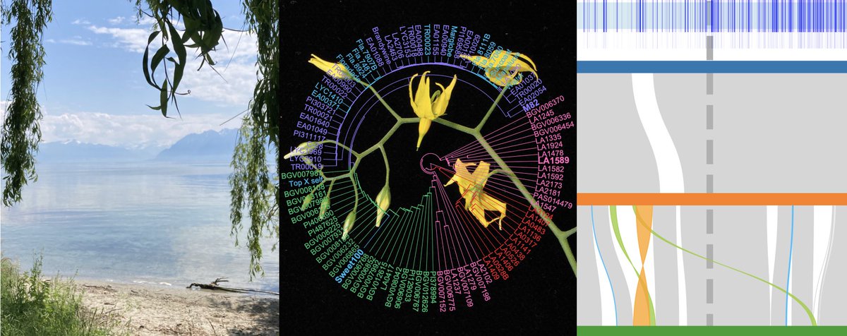 We're looking for a #postdoc to join our team @unil ! Are you interested in studying genome structure variation during crop  #domestication using genomics and genome editing ? Then apply here: tinyurl.com/47a2zxkm
#scijobs #plantscijobs #crispr 🧬✂️🌱🍅🇨🇭