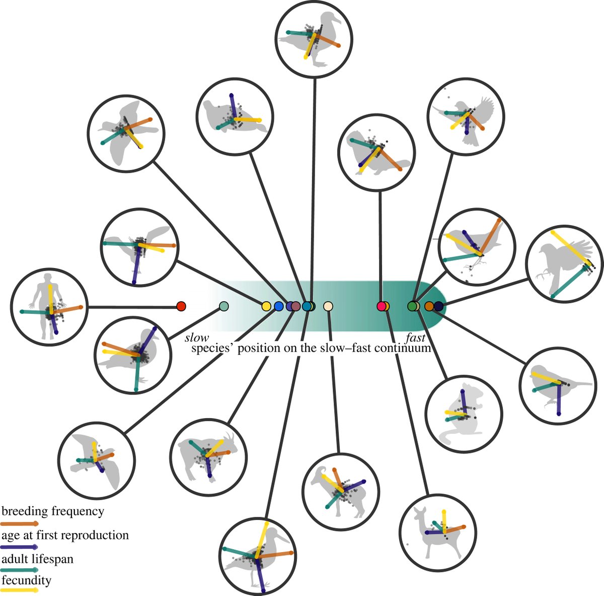 niooknaw's tweet photo. New NIOO publication: Individual life histories: neither slow nor fast, just diverse. #intraspecificvariation #tradeoff #demography #paceoflife #heterogeneity #evolution
https://t.co/DjK4rbviHs https://t.co/QQJGATJcsw