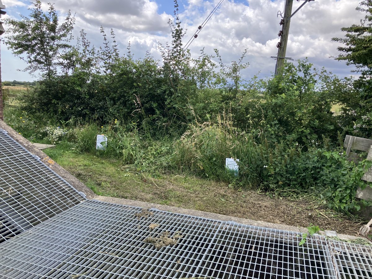 #CooperStreet #PumpingStation #WildflowerGarden looking very nice with lots of buzy bees 🐝 around ⁦<a href="/EnvAgencySE/">Environment AgencySE</a>⁩