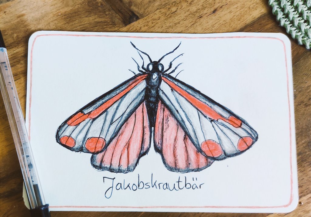 Ein Jakobskrautbär lässt sich nieder (cinnabar moth) #summerbuggin . Kugelschreiber und Buntstifte auf Postkartenformat.

#moth
#artchallenge
#kleineKunstklasse
