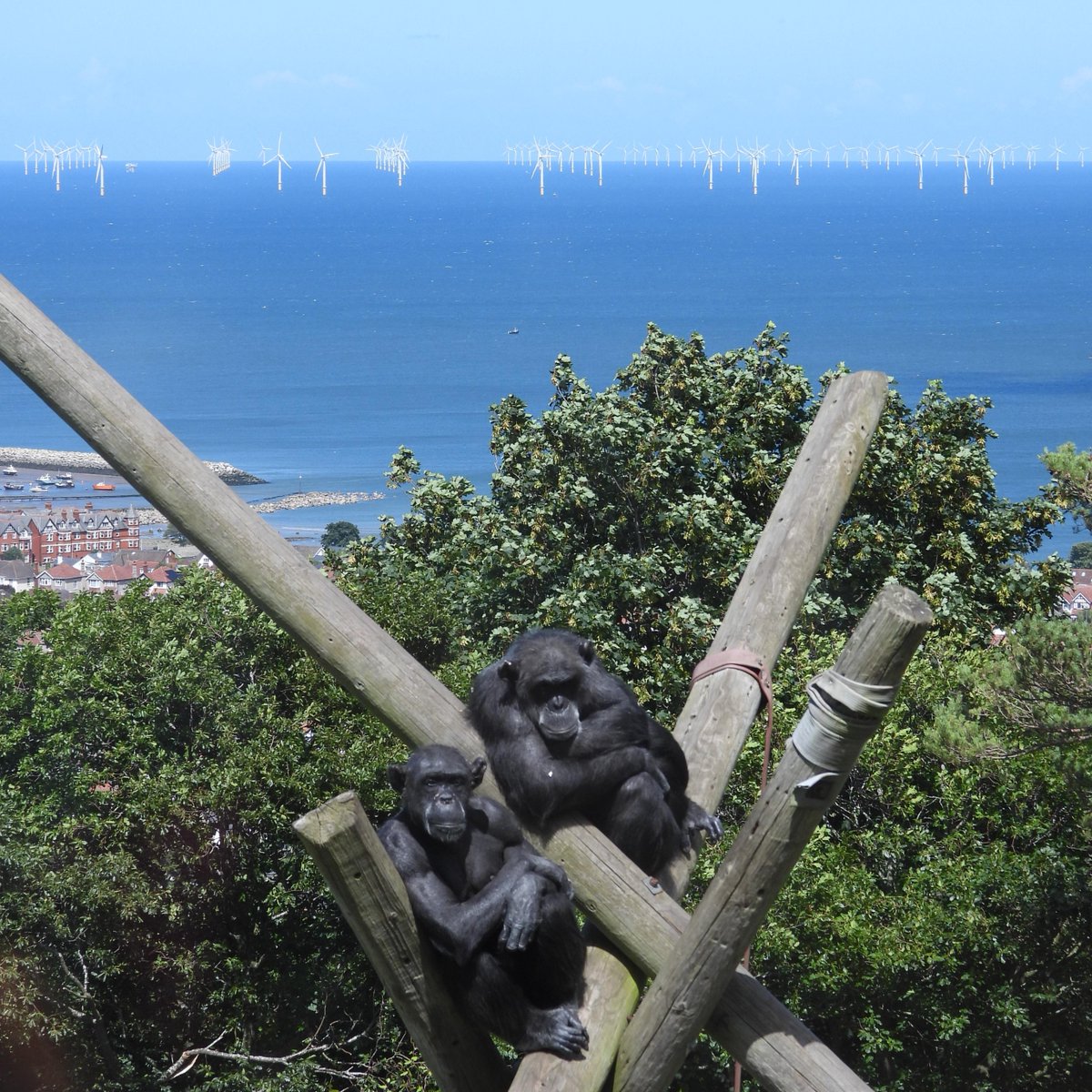 WelshMountainZo's tweet photo. The majority of Chimpanzee population numbers are in central Africa π΅
π They can mostly be found in rainforest areas as they need a water supply and access to fruits!
#WorldChimpanzeeDay #OurPrimates #Chimpanzees #SupportingConservation #WelshMountainZoo #NationalZooOfWales https://t.co/dt4EBABcpt