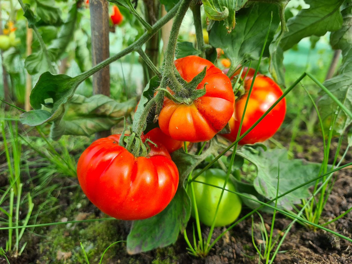 beevalleyfarm tweet media