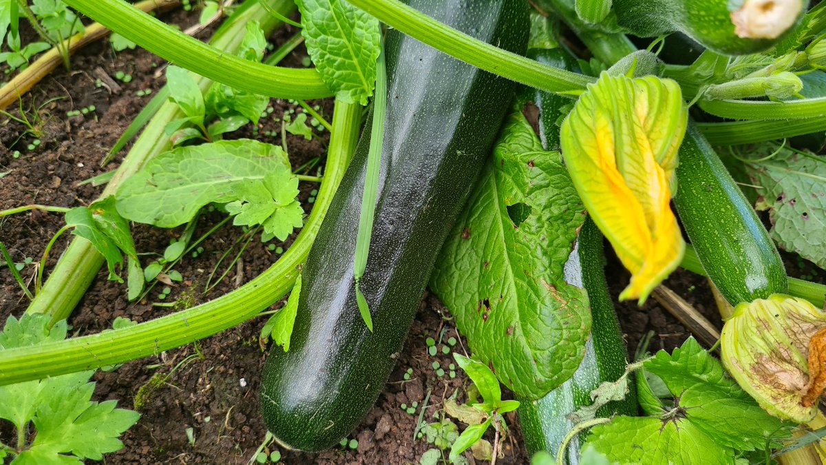 beevalleyfarm tweet media