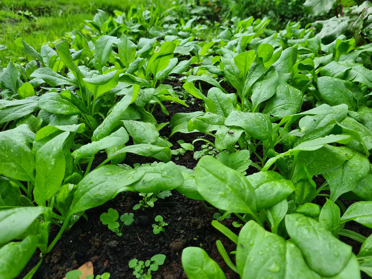 beevalleyfarm tweet media