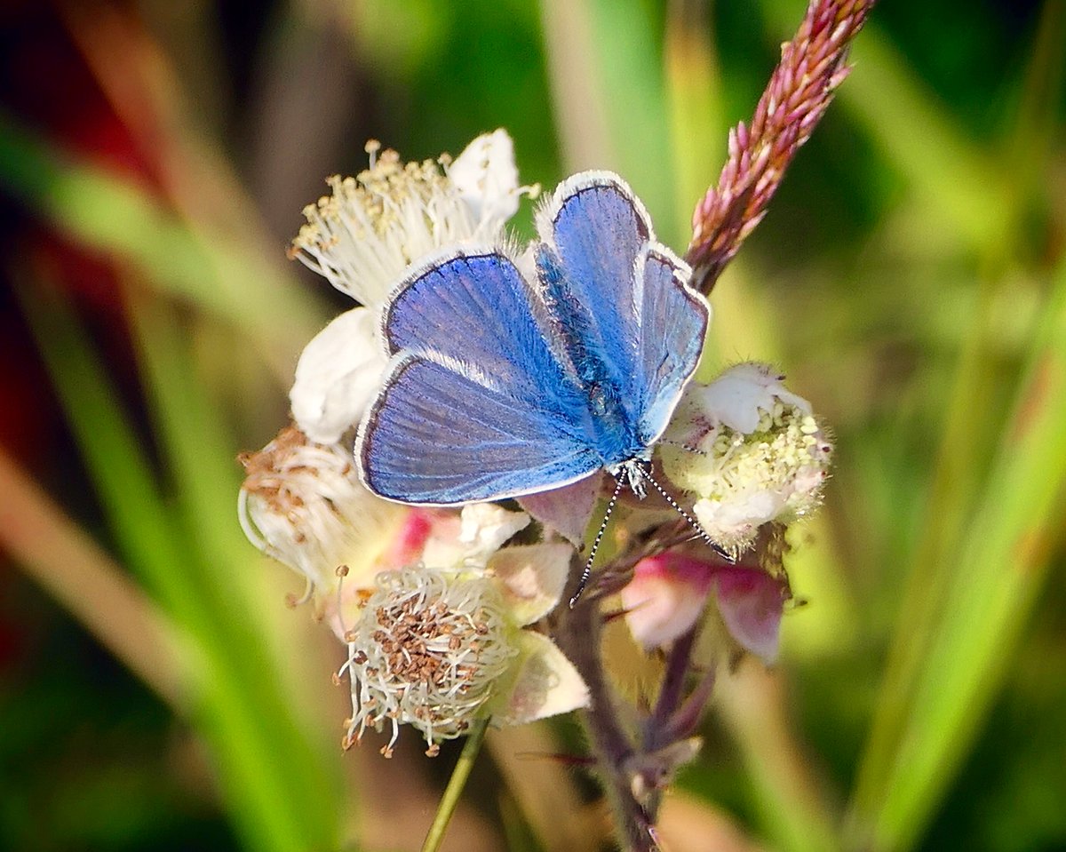West Point House tweet media