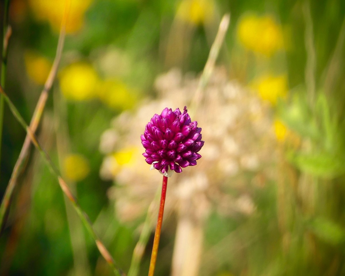 West Point House tweet media