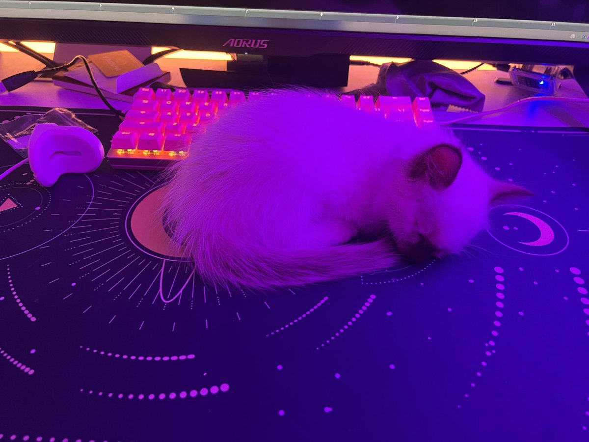 9Denari's tweet photo. Теперь мы кото-родители 🧸 https://t.co/rmei1N1GBm