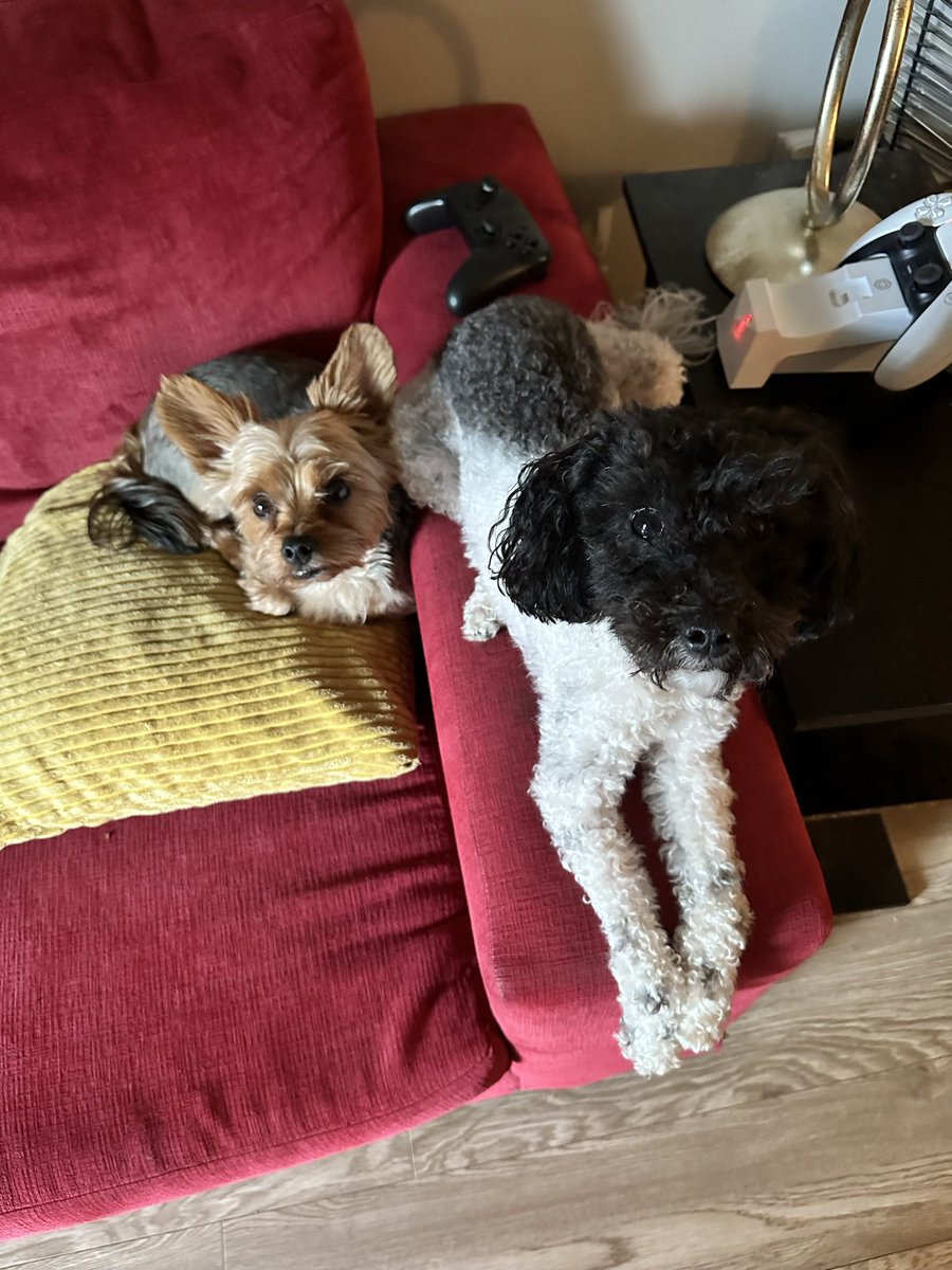 Mhwal's tweet photo. @Tim_Bousquet As an Examiner subscriber, if you need to do a palette cleanser like “HRM’s goodest dogs” as your next feature, I would happily read it and support you. Your reporting can only be as good as it is if you take care of yourself first.

Also, please find my dogs’ applications below. https://t.co/q2kSsyNt8d