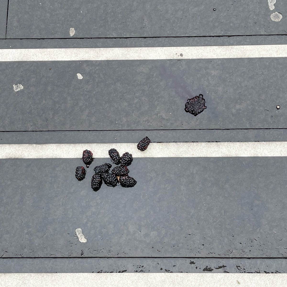 generalistjo's tweet photo. Street harvest. Fallen blackberries on wet steps. #thestreet #theeveryday #fallenfruit #lost #dropped #sheffield #harvest https://t.co/NZObPIAGw3