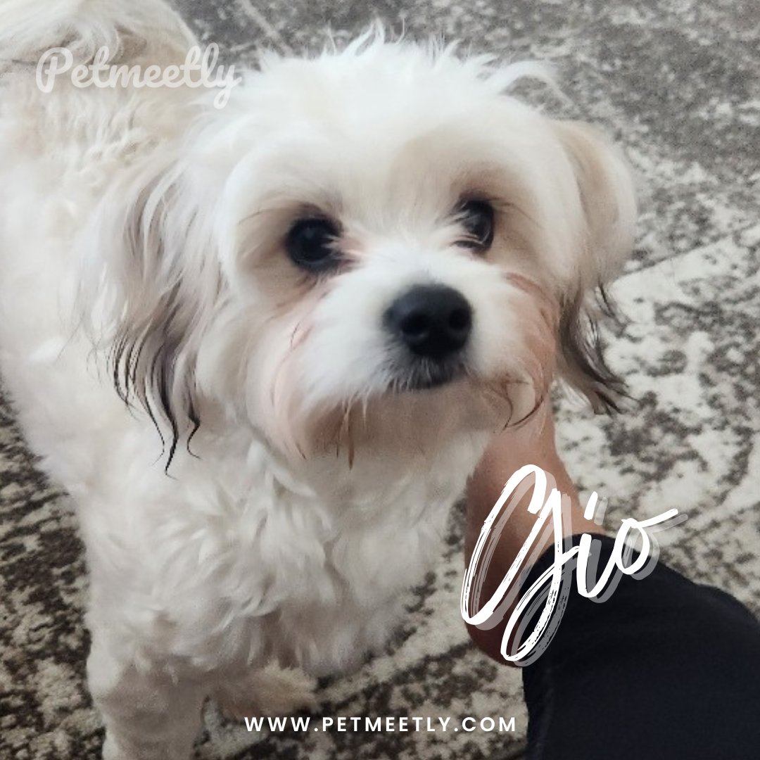 petmeetly's tweet image. 🥁 Meet Gio, 👑 King of the day

Breed: #Maltipoo x #Pomapoo
Age: 1 year
Gender: Male
Weight: 18 lbs

Fun-loving and playful. He is looking for a Lover 💕

Get in touch with him 👉 app.petmeetly.com/pet/J4kgaXD4a
