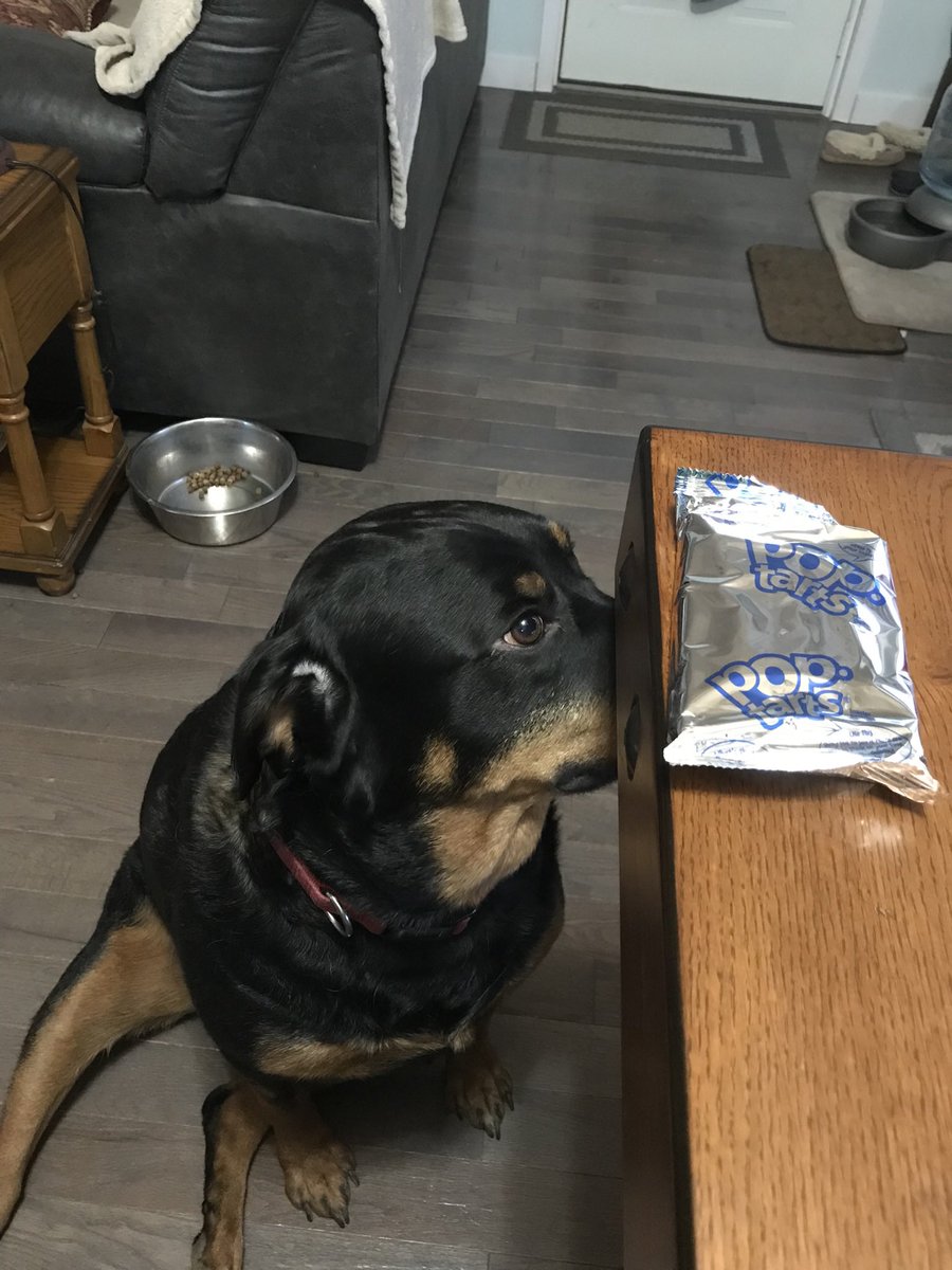 BigJonKinder's tweet photo. @MrBeast @MrBeast…… can I have your Pop Tart??? https://t.co/d4wbKnOjee