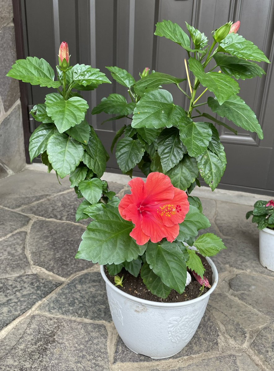 kodomo555's tweet photo. Todos os dias 
Hibisco 🌺 
#ハイビスカス https://t.co/7K9E7bpryc