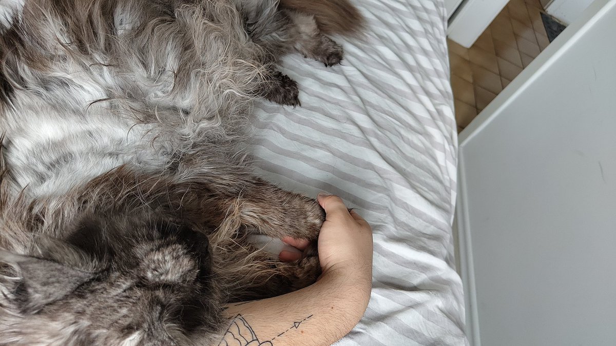 HiImBerryBuh's tweet photo. Katze 1 findet Fellpflege zwar nervig, will aber Nähe. Also hält sie jetzt einfach meine Hand fest 🤣
#RandomCatContent https://t.co/adDfjGdBsC