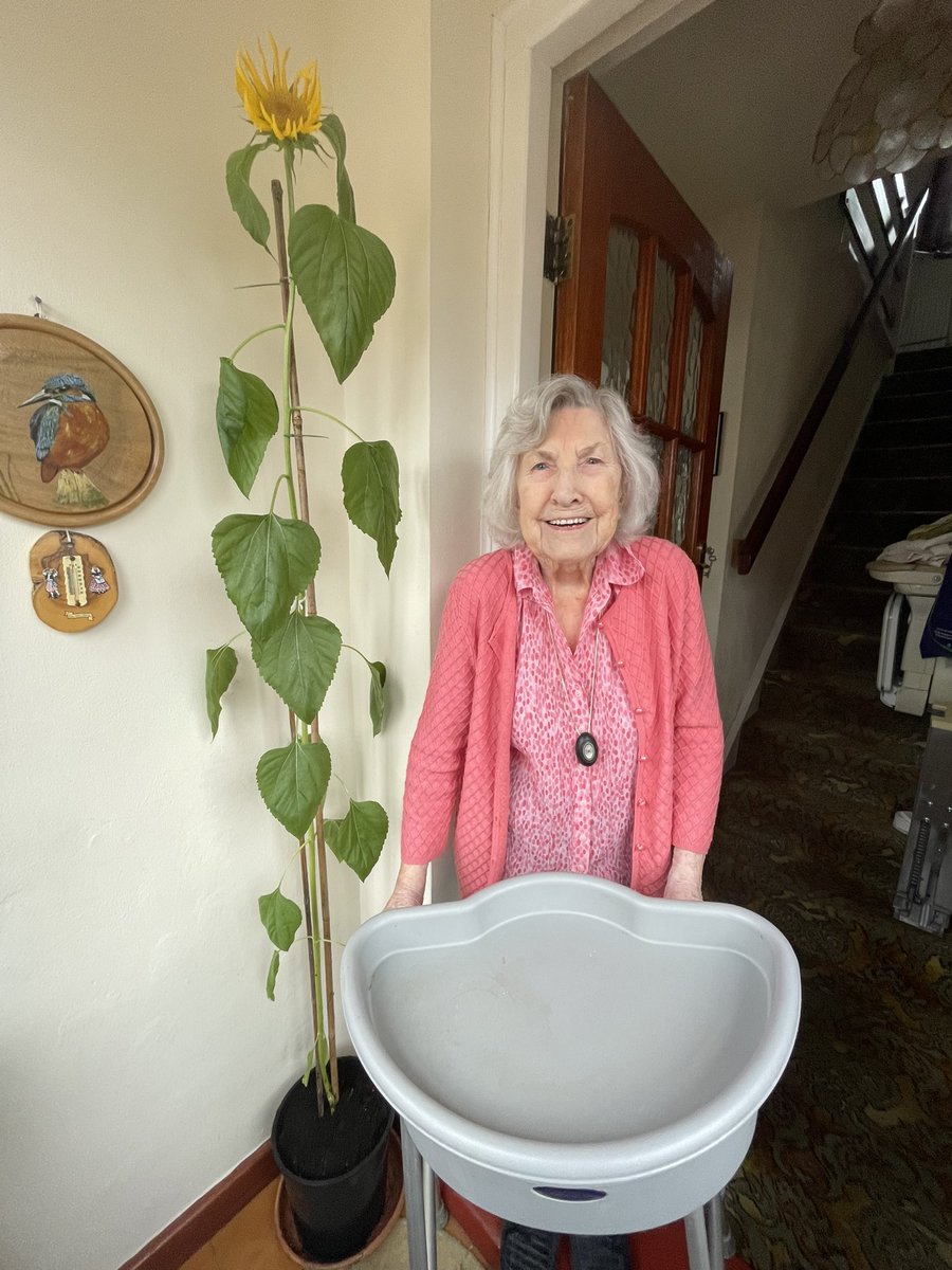 We’re well on the way with our #sunflowerrace this year &amp; out of the 50 plants we handed out to the community,our friend Irene’s is definitely up there with the tallest so far! Well done Irene!! 
#sunflowerrace23 #communitygrowing #juststarttalking 
<a href="/JustStraightTal/">Just Straight Talk</a> <a href="/East_Coseley/">East Coseley</a>