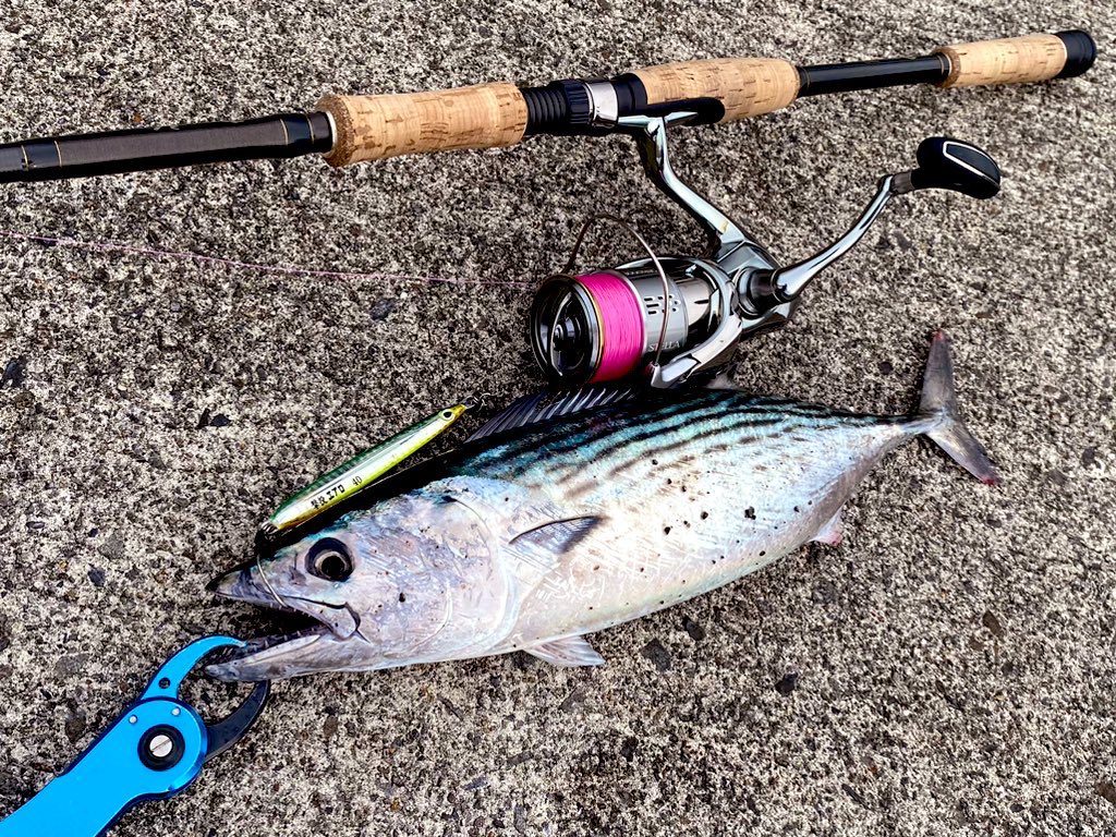 Hiro_MHworks's tweet photo. またまた鹿児島来てます。ハガツオ釣れてるとのことで、今回はこのために7S忍ばせてきたのさ。
#DearMonster
#MX_7S https://t.co/o2Zqop7kDf