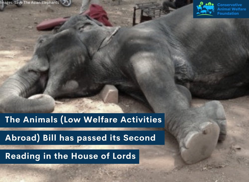 Conservative Animal Welfare Foundation (@conservativeawf) on Twitter photo We are pleased the Animals (Low Welfare Activities Abroad) Bill has passed its Second Reading in the House of Lords, led by Lord Black. Great to hear contributions from Peers including <a href="/HodgsonFiona/">fiona hodgson</a> <a href="/SueHayman1/">Sue Hayman</a> and <a href="/DefraGovUK/">Defra UK</a> <a href="/RichardHRBenyon/">Richard Benyon</a> in support of this important Bill. We are pleased the Animals (Low Welfare Activities Abroad) Bill has passed its Second Reading in the House of Lords, led by Lord Black. Great to hear contributions from Peers including <a href="/HodgsonFiona/">fiona hodgson</a> <a href="/SueHayman1/">Sue Hayman</a> and <a href="/DefraGovUK/">Defra UK</a> <a href="/RichardHRBenyon/">Richard Benyon</a> in support of this important Bill.