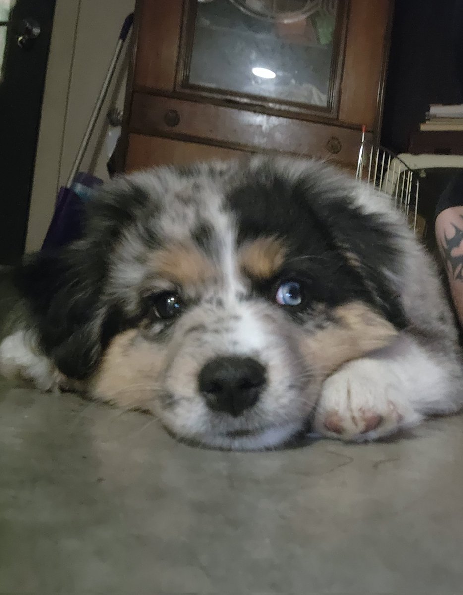 retro_forward's tweet photo. @MrBeast He is a really good boy. https://t.co/0PlloPznXG