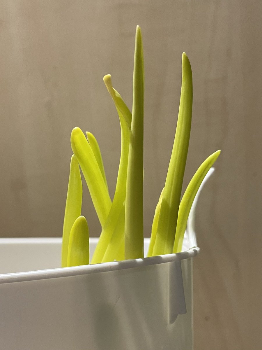 Luci_May11's tweet photo. Not one to boast about my green thumb, but look how well I can support a pantry onion to sprout!!! 🧅🌱 #greenthumb #pantryonion #kitchengardenprogram https://t.co/paGZA72zXF