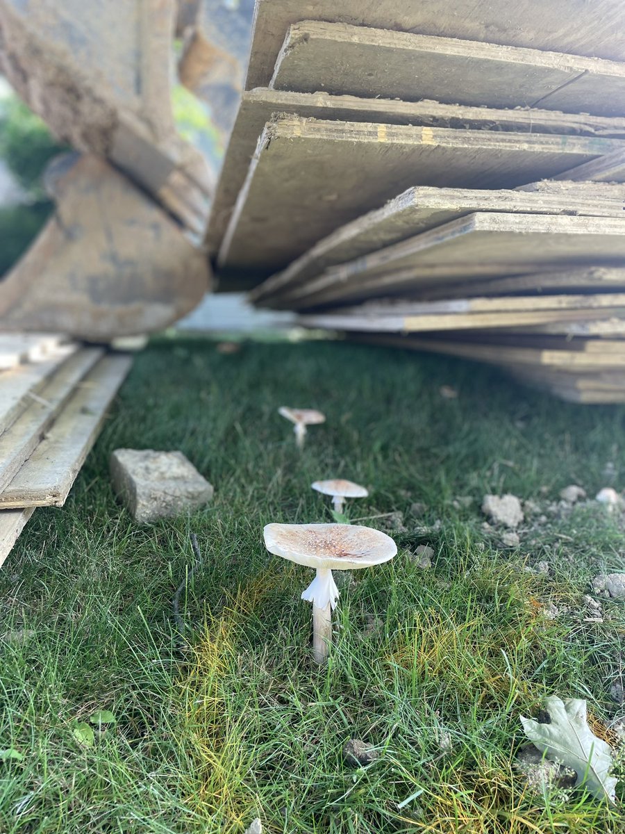 PatJonesTweets's tweet photo. Random fungi from this week’s #powerwalks #friskyfairyringfriday 

* And “Random Fungi” would be an excellent name for a death metal band. 🎸 https://t.co/pK3xlGflvt