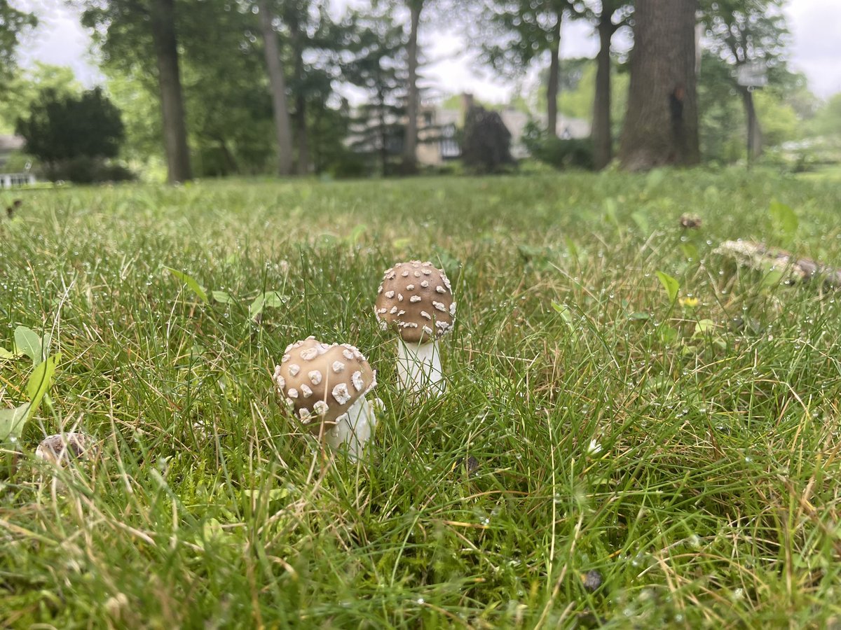 PatJonesTweets's tweet photo. Random fungi from this week’s #powerwalks #friskyfairyringfriday 

* And “Random Fungi” would be an excellent name for a death metal band. 🎸 https://t.co/pK3xlGflvt