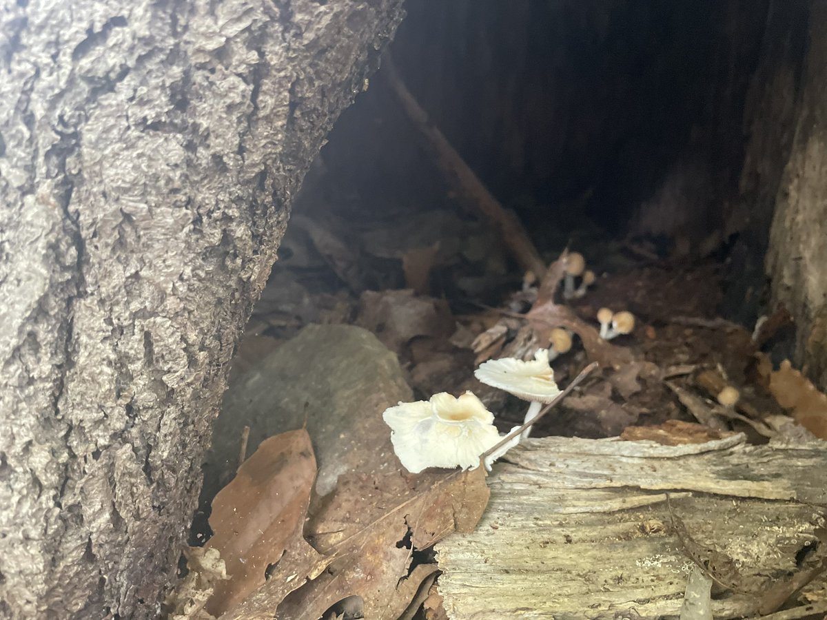 PatJonesTweets's tweet photo. Random fungi from this week’s #powerwalks #friskyfairyringfriday 

* And “Random Fungi” would be an excellent name for a death metal band. 🎸 https://t.co/pK3xlGflvt