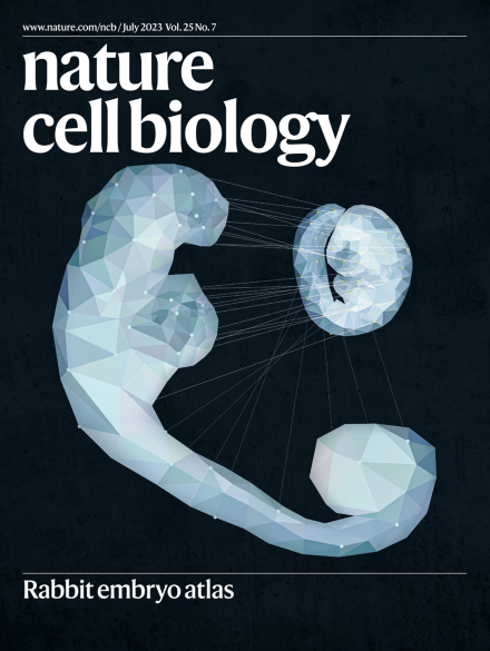 👋🏽Our July issue is live!     
On the cover: rabbit #embryo atlas 

👉🏻Read about🔬 on:
#cholesterol delivery to #mitochondria, #hypoxia- #necroptosis, #autophagy/#microglia #senescence, #circadianclock/#purine synthesis, #cardiacmetabolism & more!

nature.com/ncb/volumes/25…