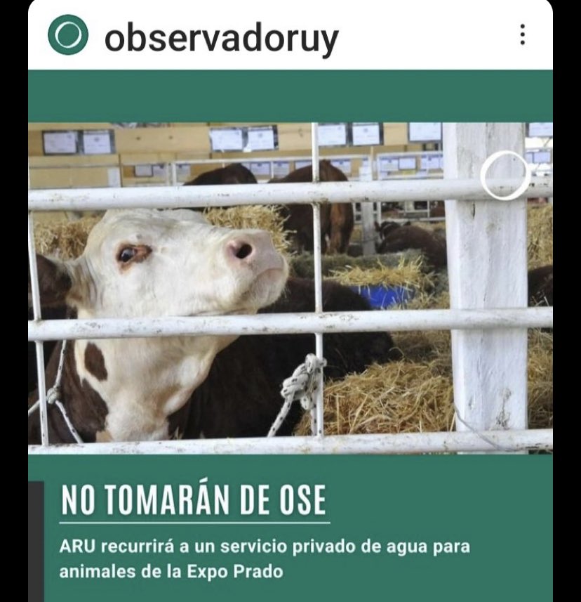 La realidad superando al meme