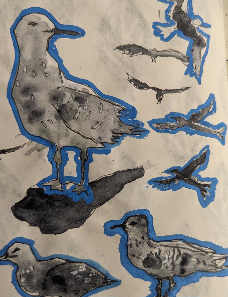 стамбульские чайки