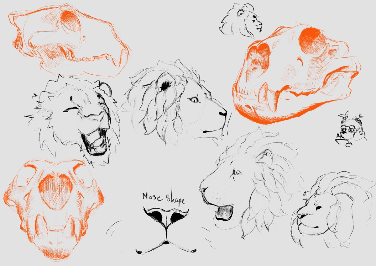 Practice drawing lion for the lion dad design later on