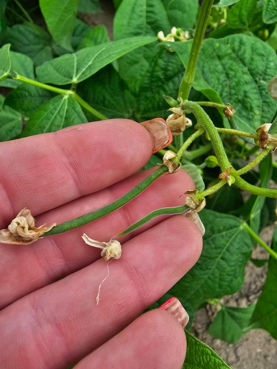 PrattFamilyHome's tweet photo. Baby green beans are growing! It won't be long and we'll be swimming in beans!
#garden #garden2023 #growyourownfood #greenbeans #bushbeans https://t.co/IbySaHnfvR