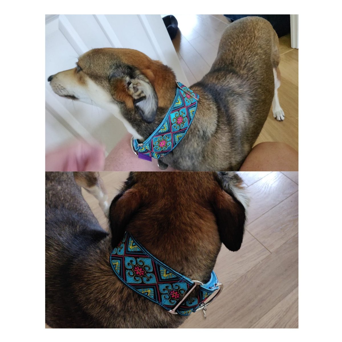 Can't recommend @Houndland_ie enough. This beautiful collar arrived so quickly...our son wishes they made guitar straps! I know they donate collars to KWWSPCA, which is full of sight hounds (like our girl Kerrie) looking for a new home!