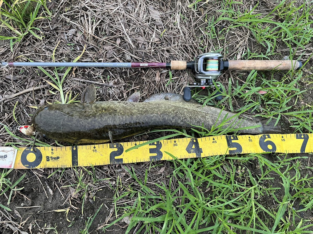catfish_kun's tweet photo. 本日のナマズ釣果
仕事帰りに1時間デイナマ😊
スレてるのか…追ってくるけど全然口を使わない💦
色々アクションを試してパターン発見👍✨
良��鯰さん2ゲット🎶✨
イブポップちゃん強し🥰✨✨
3バイト2ヒット2ゲット
#マサ工房 #イブポップ #ザクトクラフト #flixir #デイナマ #ゆるネチアクション https://t.co/bcKQEKyf6S