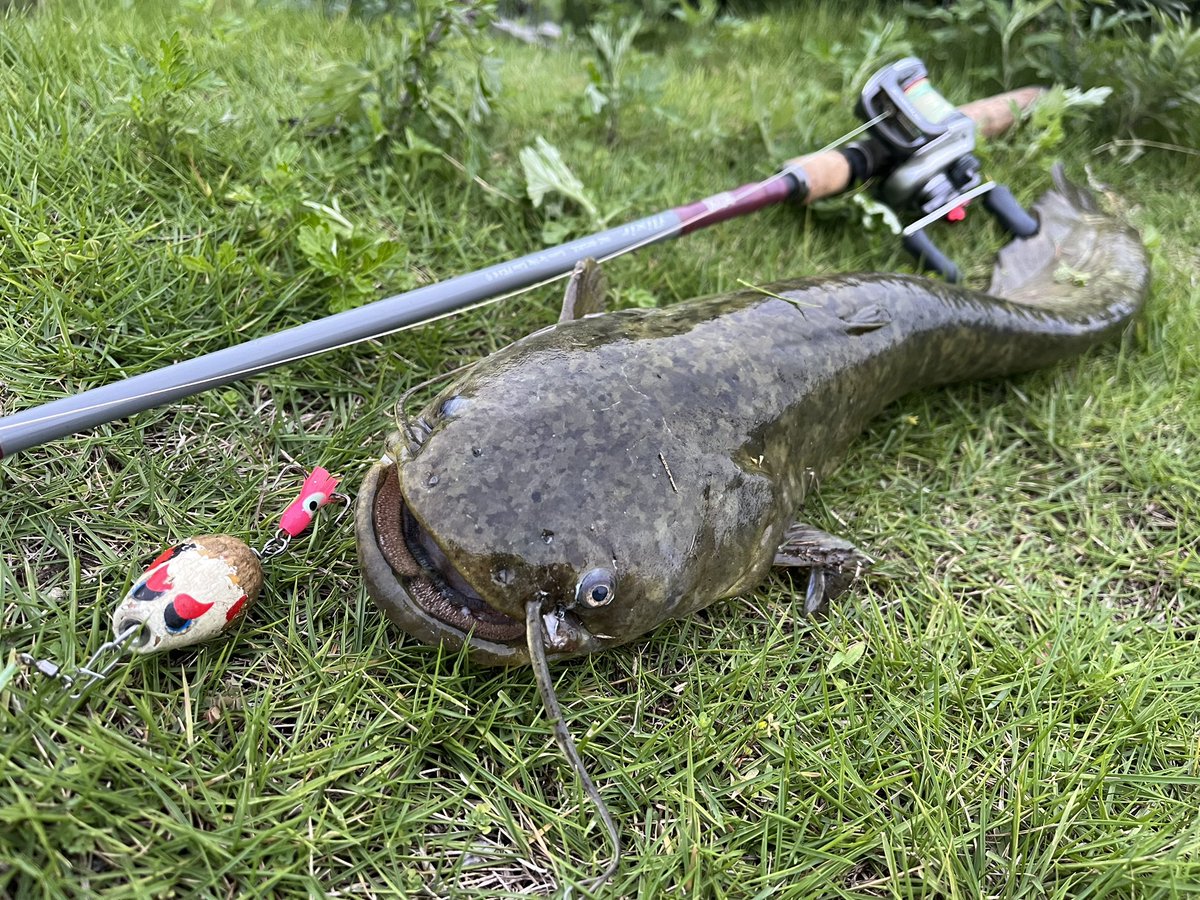 catfish_kun's tweet photo. 本日のナマズ釣果
仕事帰りに1時間デイナマ😊
スレてるのか…追ってくるけど全然口を使わない💦
色々アクションを試してパターン発見👍✨
良��鯰さん2ゲット🎶✨
イブポップちゃん強し🥰✨✨
3バイト2ヒット2ゲット
#マサ工房 #イブポップ #ザクトクラフト #flixir #デイナマ #ゆるネチアクション https://t.co/bcKQEKyf6S