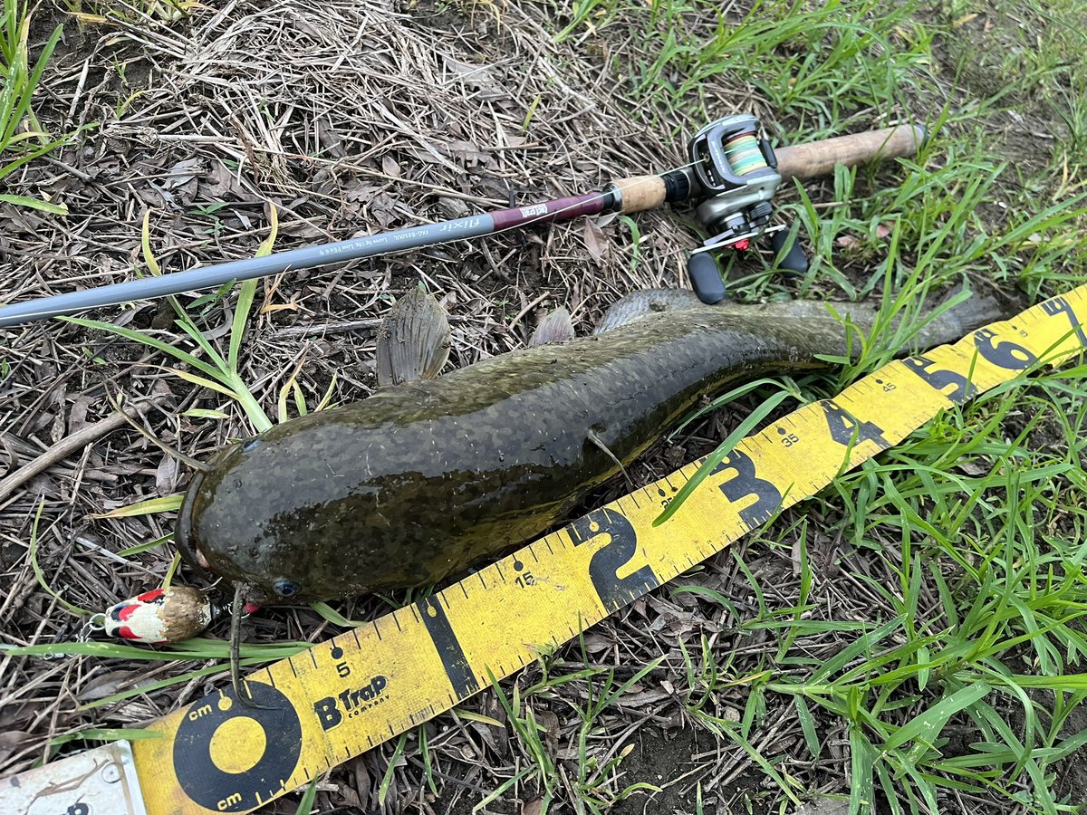 catfish_kun's tweet photo. 本日のナマズ釣果
仕事帰りに1時間デイナマ😊
スレてるのか…追ってくるけど全然口を使わない💦
色々アクションを試してパターン発見👍✨
良��鯰さん2ゲット🎶✨
イブポップちゃん強し🥰✨✨
3バイト2ヒット2ゲット
#マサ工房 #イブポップ #ザクトクラフト #flixir #デイナマ #ゆるネチアクション https://t.co/bcKQEKyf6S