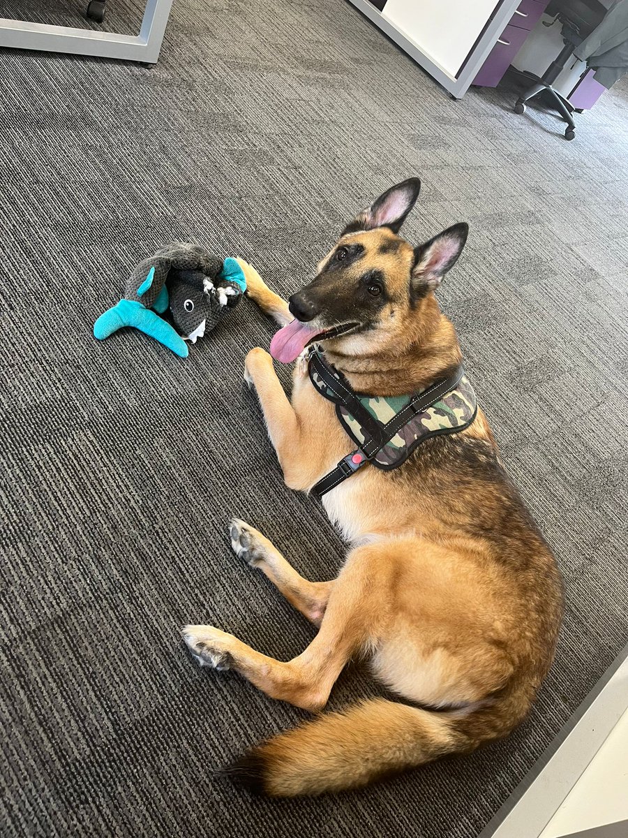 AgilityFleet's tweet photo. 🐾 Introducing Duke, the latest addition to our pawsome office dog team! 🐶🐾 

Get ready for an extra dose of wagging tails in the workplace. Duke is here to join our four-legged squad and bring even more furry joy to our workdays. Welcome aboard, Duke! 🎉 https://t.co/qfFRYVn3Kl