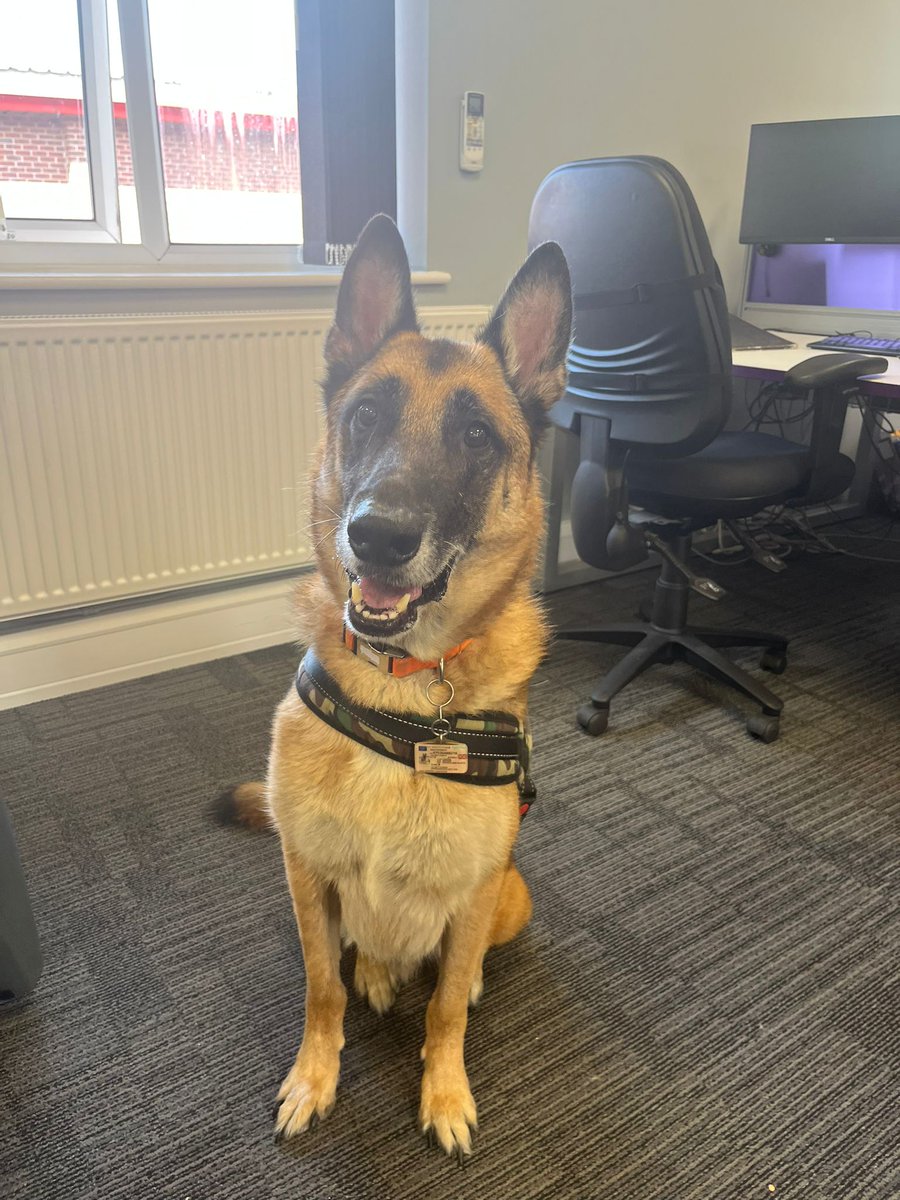 AgilityFleet's tweet photo. 🐾 Introducing Duke, the latest addition to our pawsome office dog team! 🐶🐾 

Get ready for an extra dose of wagging tails in the workplace. Duke is here to join our four-legged squad and bring even more furry joy to our workdays. Welcome aboard, Duke! 🎉 https://t.co/qfFRYVn3Kl