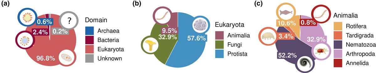 alberto_orgiazzi (@lultimoalbero) on Twitter photo Soil biodiversity in 🇪🇺 episode 2!
After bacteria&fungi (nature.com/articles/s4146…), now protists&animals🪱🤎
"Ecosystem type drives soil eukaryotic diversity and composition in Europe" now <a href="/GlobalChangeBio/">Global Change Biology</a>
onlinelibrary.wiley.com/doi/full/10.11…
1st-ever full assessment of soil life in Europe Soil biodiversity in 🇪🇺 episode 2!
After bacteria&fungi (nature.com/articles/s4146…), now protists&animals🪱🤎
"Ecosystem type drives soil eukaryotic diversity and composition in Europe" now <a href="/GlobalChangeBio/">Global Change Biology</a>
onlinelibrary.wiley.com/doi/full/10.11…
1st-ever full assessment of soil life in Europe