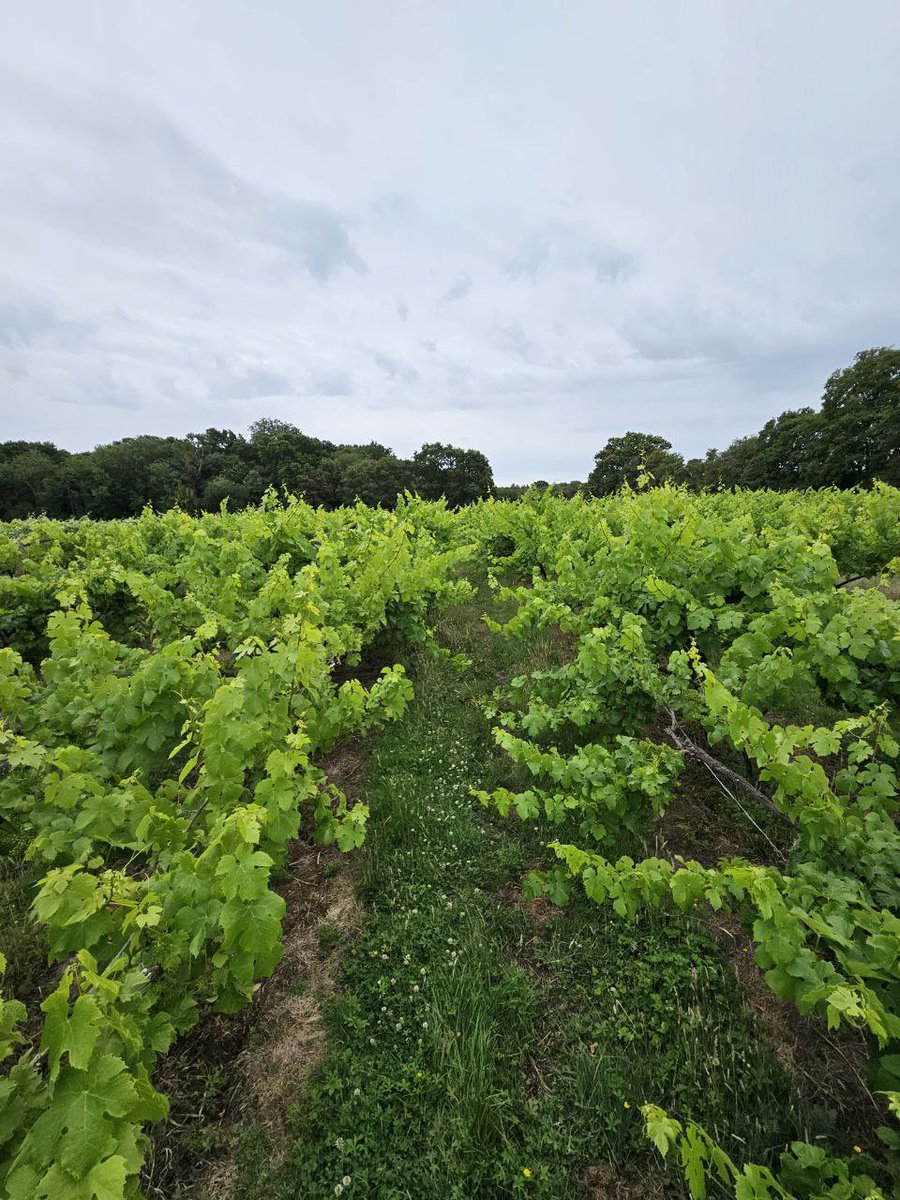#harbournevineyard in full growth - no fertiliser
