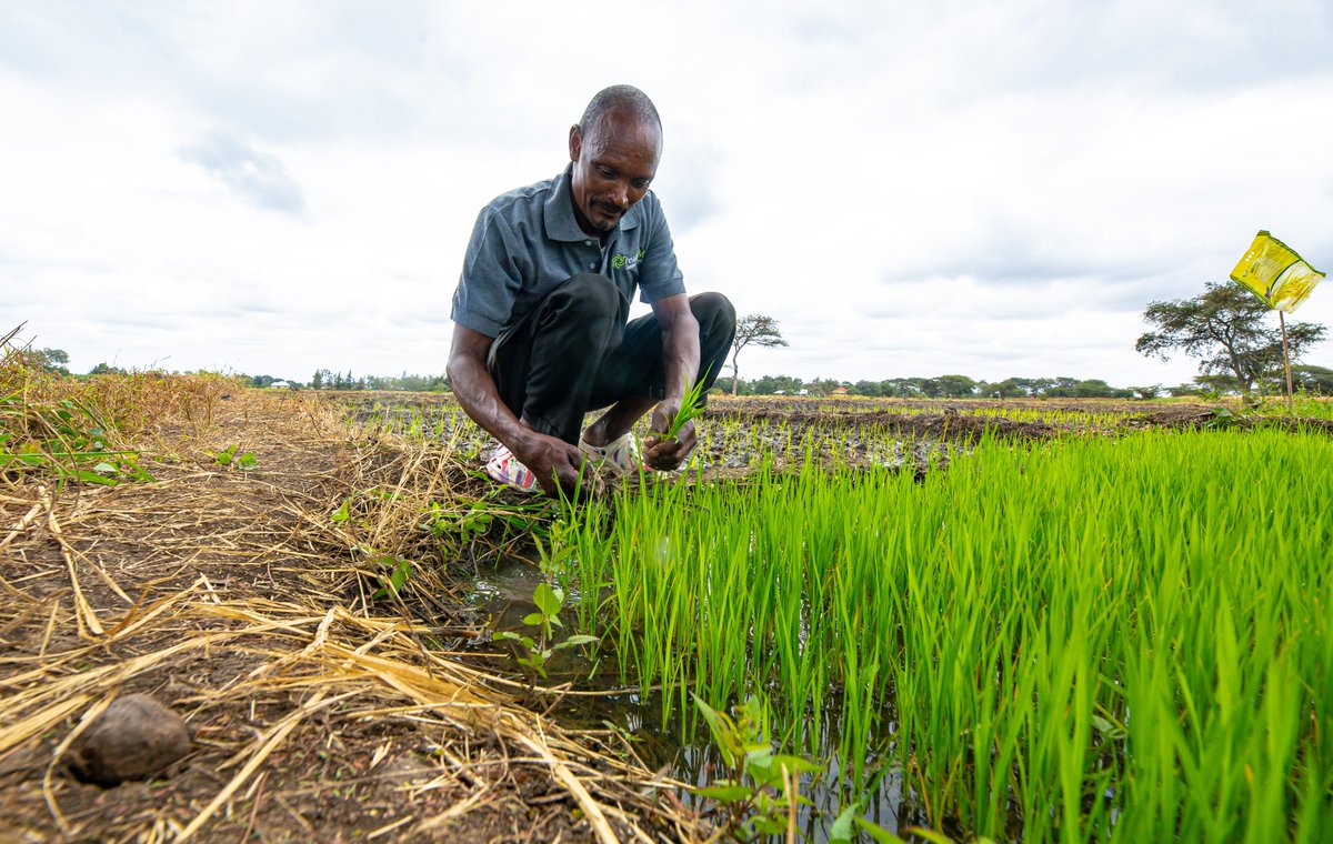 VictoriaSabula's tweet photo. The @Realipm is revolutionizing agriculture by providing biocontrol products, reducing farmers' reliance on synthetic agrochemicals. @AECFAfrica's Tanzania Agribusiness Window played a catalytic role in enabling them scale production, reaching more farmers https://t.co/NbewOwDSdN https://t.co/hMsagv9LSI