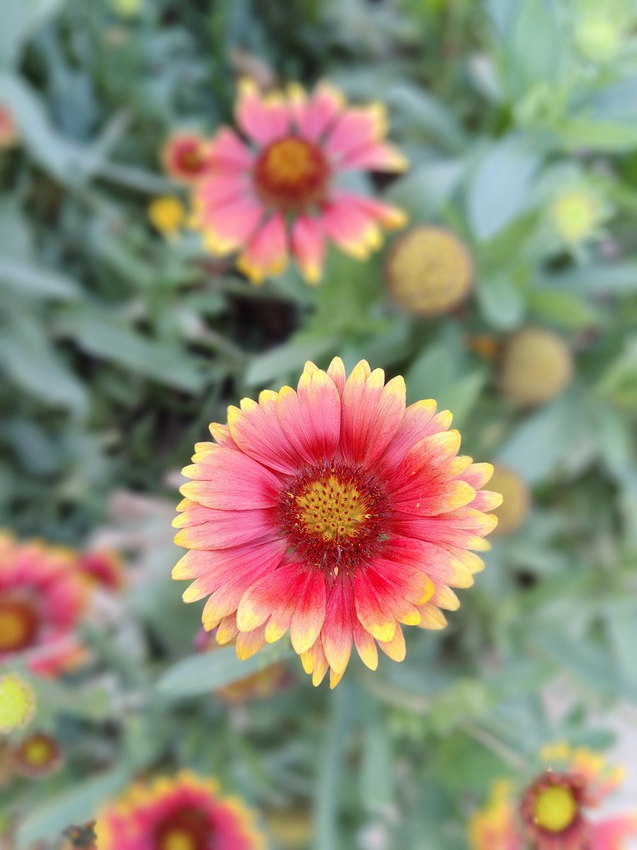 impankajengg's tweet photo. @oneplus https://t.co/qC1kY8C5yu