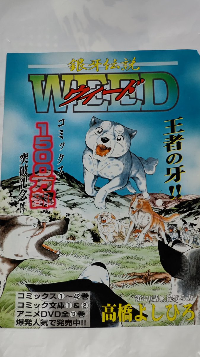 銀牙伝説WEEDの巻頭カラー😚 連載も350話をこえて、7年も続