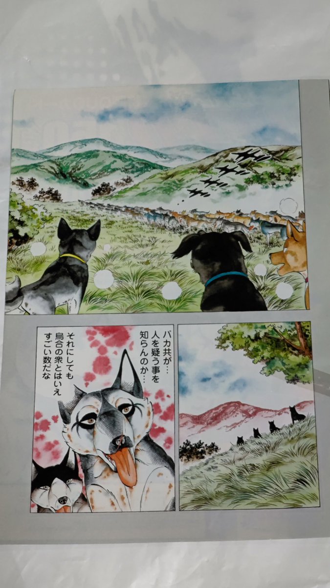 銀牙伝説WEEDの巻頭カラー😚 連載も350話をこえて、7年も続