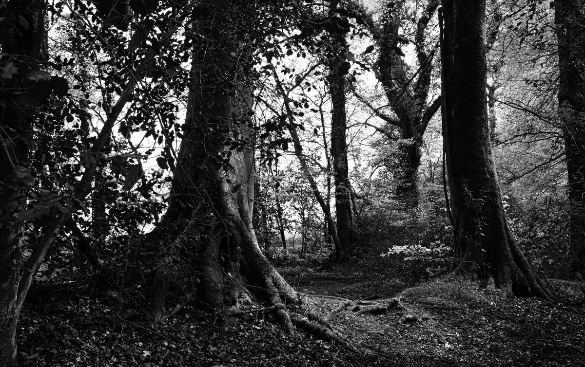 East Woodlands in monochrome 2023 #woodlands #landscapephotography #ancientwoodlands @DiscoverFrome