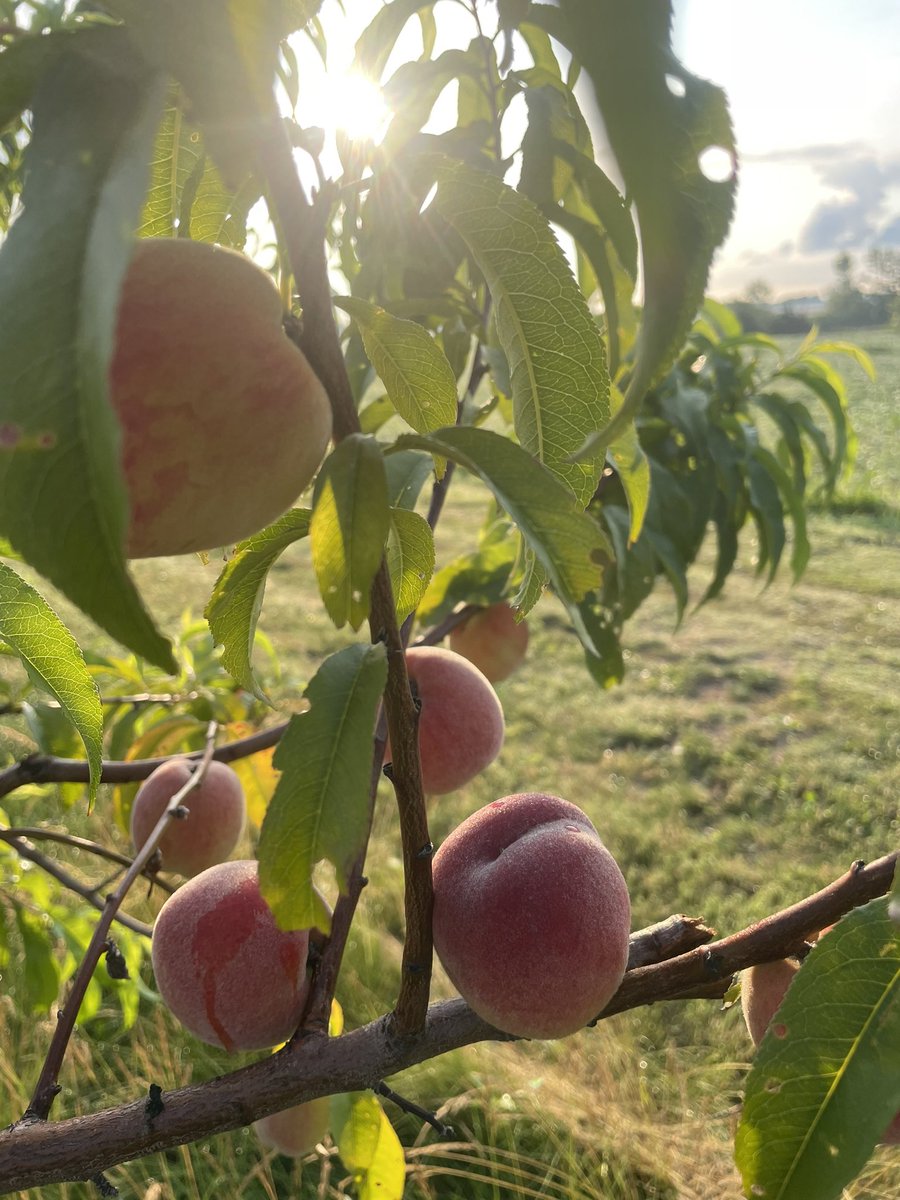 brian rideout tweet media