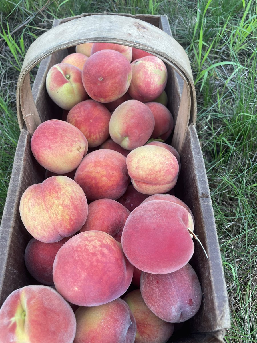 I hope your day is starting off Peachy!! #ontariotenderfruit @OntTenderFruit