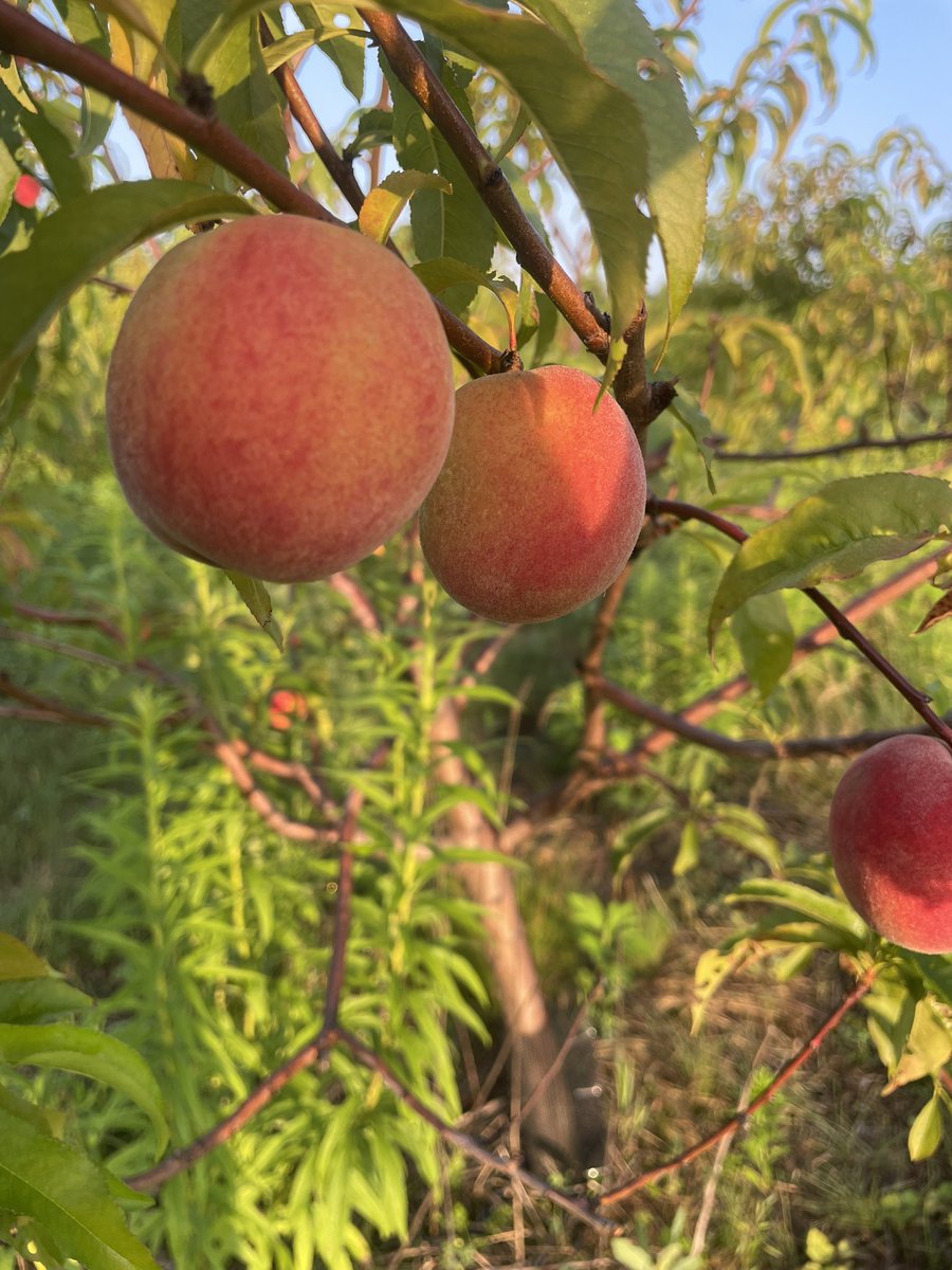 brian rideout tweet media